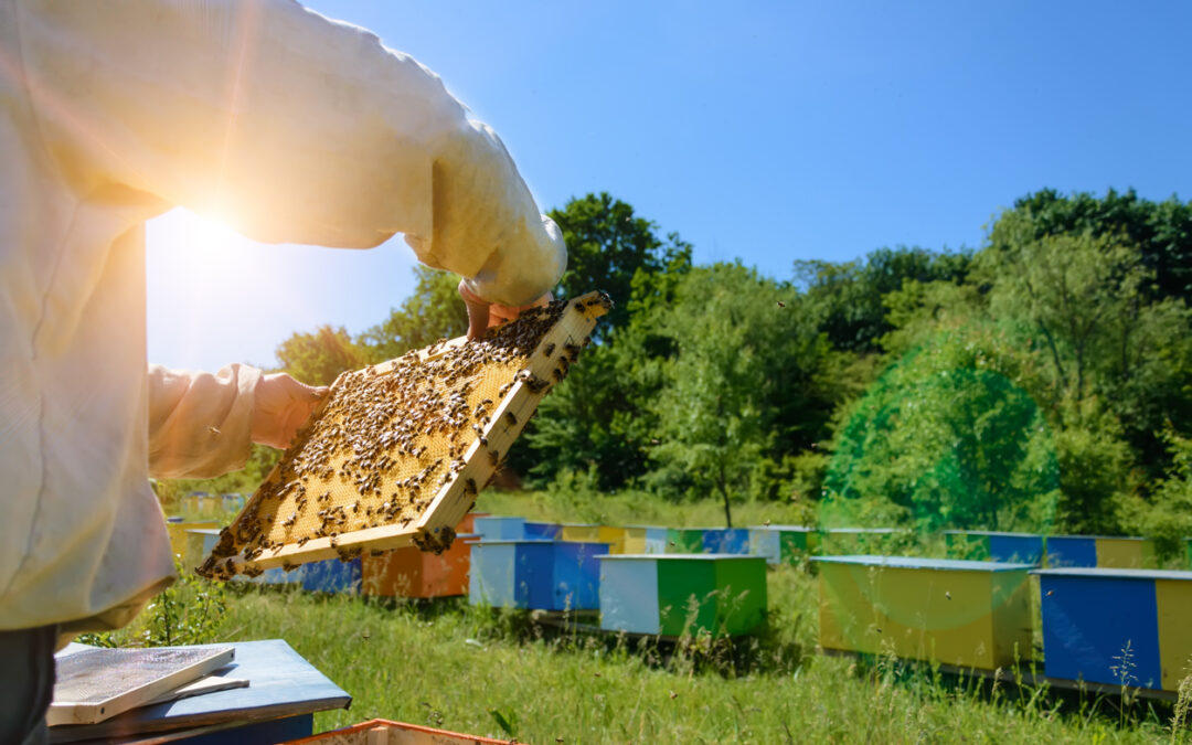Apiary. The beekeeper takes out from the hive honeycomb with bees. Apiculture.